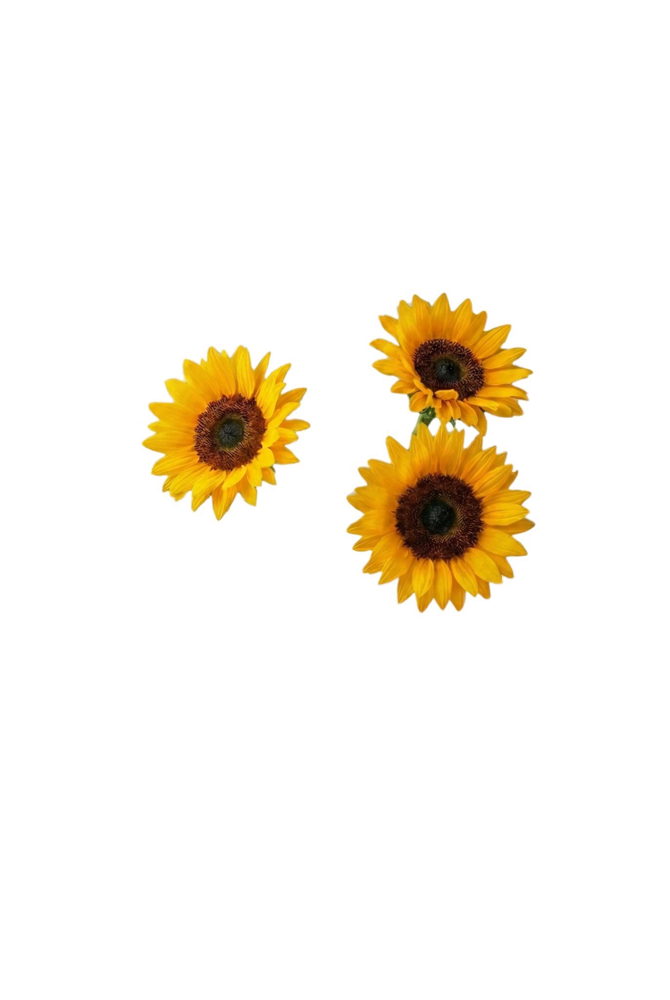 Bee Happy
